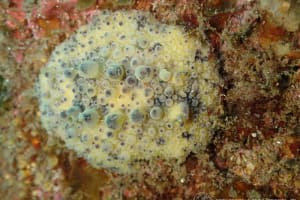 ヤマトウミウシ Homoiodoris japonica