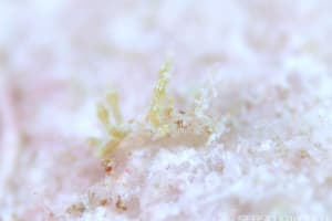 ジュズダマミノウミウシ Eubranchus sp.28