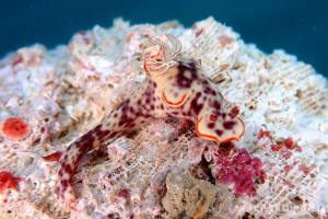 Ceratosoma gracillimum