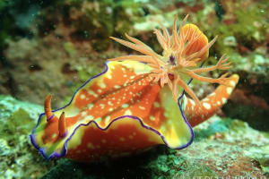 フタイロニシキウミウシ Ceratosoma bicolor