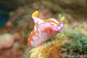 フタイロニシキウミウシ Ceratosoma bicolor