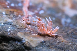 Eubranchus echizenicus