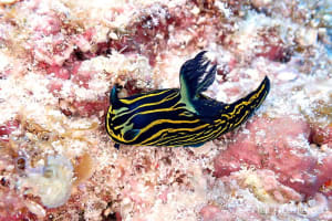 イシガキリュウグウウミウシ Tyrannodoris luteolineata