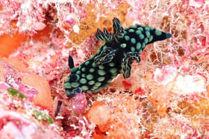 トサカリュウグウウミウシ Nembrotha cristata