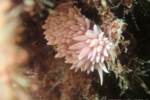 サクラミノウミウシ Sakuraeolis sakuracea