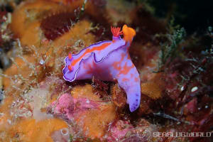 フタイロニシキウミウシ Ceratosoma bicolor