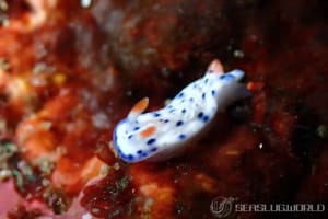 サガミイロウミウシ Hypselodoris sagamiensis