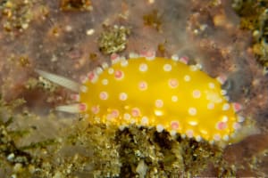 イガグリウミウシ Cadlinella ornatissima