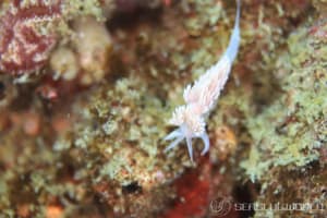 サクラミノウミウシ Sakuraeolis sakuracea