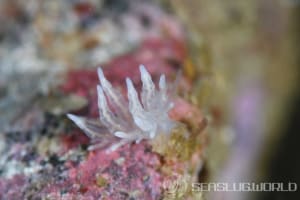 ホリミノウミウシ属の一種 36 Eubranchus sp.36