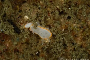 ミツイラメリウミウシ Diaphorodoris mitsuii