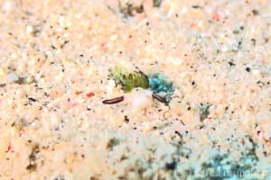 ウサギモウミウシ Costasiella usagi