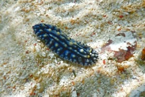 タテヒダイボウミウシ Phyllidia varicosa