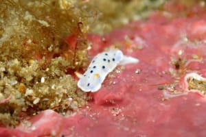 ウスイロウミウシ Hypselodoris placida