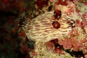 ブッシュドノエルウミウシ Jorunna rubescens