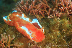 ミカドウミウシ Hexabranchus lacer