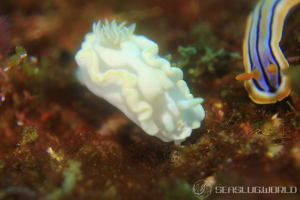 Glossodoris buko