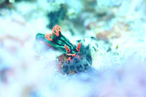 アカフチリュウグウウミウシ Nembrotha kubaryana