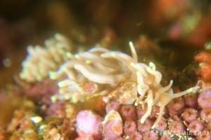 Phyllodesmium briareum