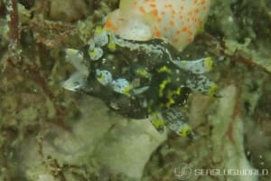 Polycera hedgpethi