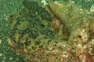 ヤマトウミウシ Homoiodoris japonica