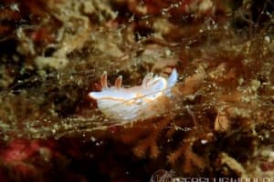 Glossodoris rufomarginata