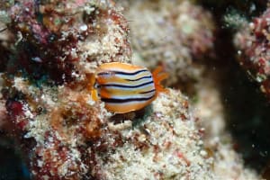 コールマンウミウシ Chromodoris colemani