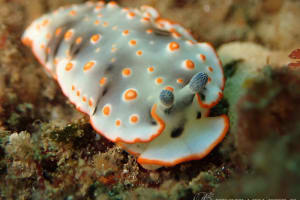 ハナオトメウミウシ Dermatobranchus ornatus