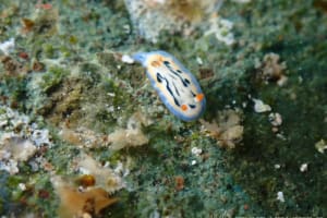 リュウモンイロウミウシ Hypselodoris maritima