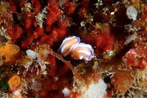 Mexichromis similaris