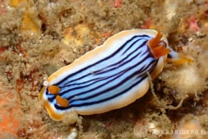 Chromodoris colemani