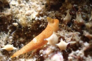 キヌハダウミウシ属の一種 16 Gymnodoris sp.16