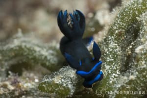 ミドリリュウグウウミウシ Tambja morosa