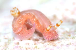 ニヨリセンテンイロウミウシ Hypselodoris maculosa