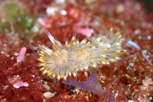 コヤナギウミウシ Janolus toyamensis