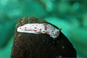 オトメウミウシ Dermatobranchus otome