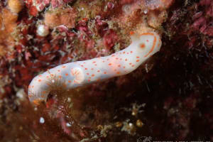 アカボシウミウシ Gymnodoris alba