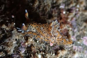 フジタウミウシ Polycera fujitai