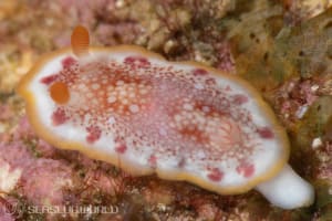 ヒャクメウミウシ Goniobranchus sp. 1