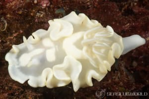 シロタエイロウミウシ Glossodoris buko