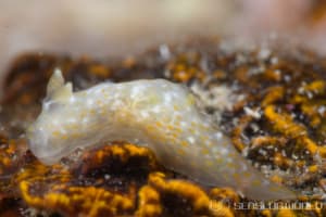 Gymnodoris okinawae