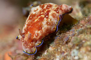 ホムライロウミウシ Goniobranchus albopunctatus