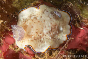 シラヒメウミウシ Goniobranchus sinensis