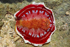 Hexabranchus lacer