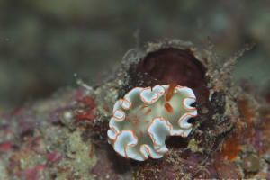 Ardeadoris symmetrica