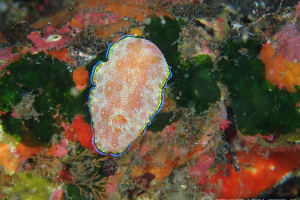 ホムライロウミウシ Goniobranchus albopunctatus