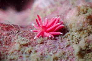 Ceratodoris hiroi