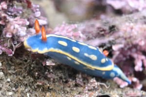 アオウミウシ Hypselodoris festiva