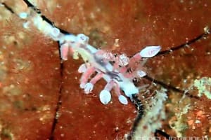 ホリミノウミウシ属の一種 27 Eubranchus sp.27