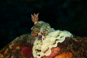 オダカホシゾラウミウシ Hypselodoris roo